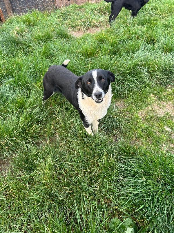 ALAN, GIOVANE CAGNOLINO SALVATO DALLA STRADA, ORA IN BOX!  Foto 4